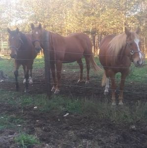 Meet your Posher, Cheryl